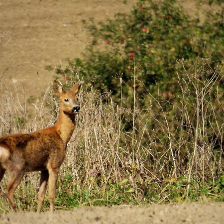 Rekreacne Zariadenie Chmelisko Pruzina Екстер'єр фото